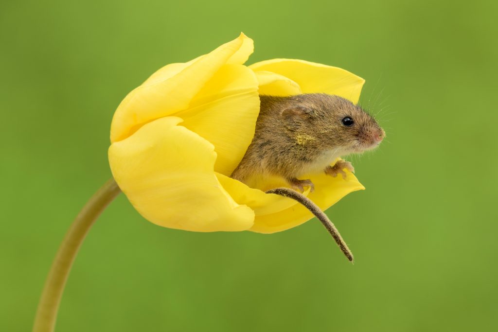 体积微小的巢鼠睡在花朵中.jpg