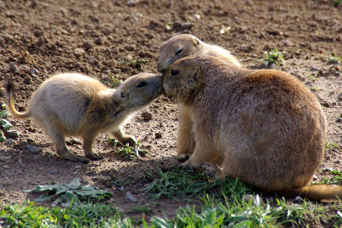 草原犬鼠通过亲吻来打招呼.jpg