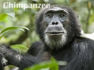 Chimpanzee 黑猩猩