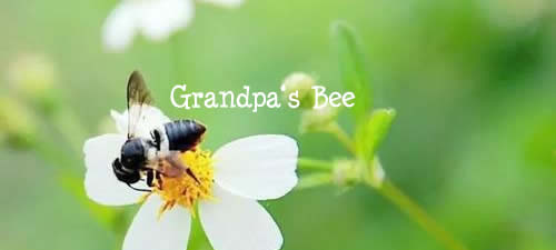 Grandpa's Bee 祖父的蜜蜂