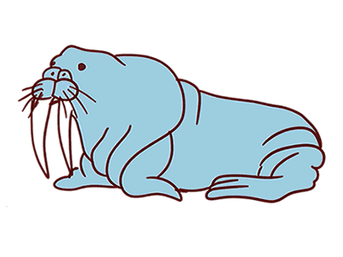 一只苍老的海狮简笔画画法