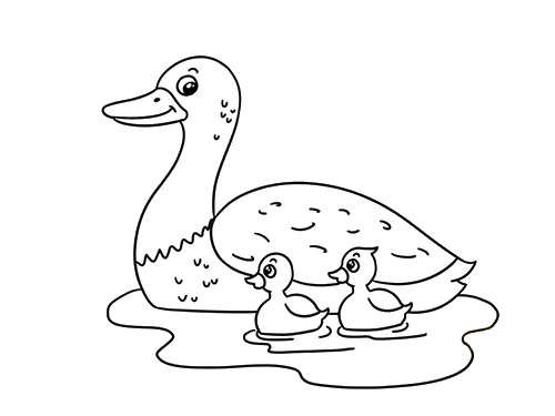 一家游泳的鸭子简笔画 