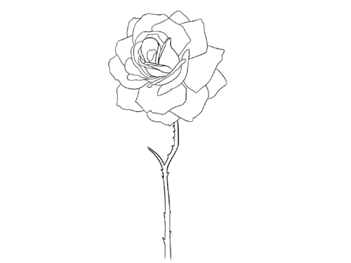 一朵绽放的玫瑰简笔画