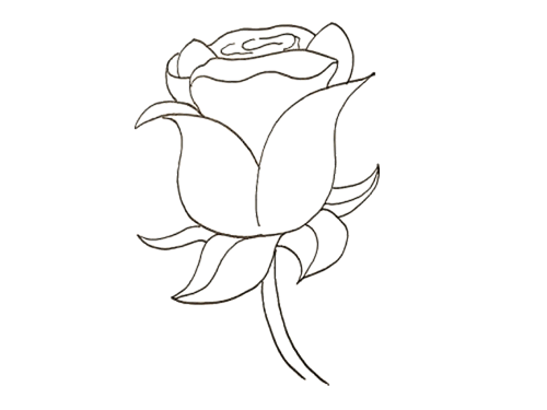 植物一朵玫瑰花简笔画