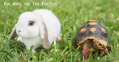 The Hare and the Tortoise  兔子和乌龟