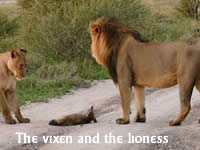 The vixen and the lioness 雌狐与母狮