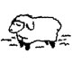 sheep [ʃip] 绵羊