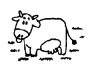 cow [kaʊ] 母牛