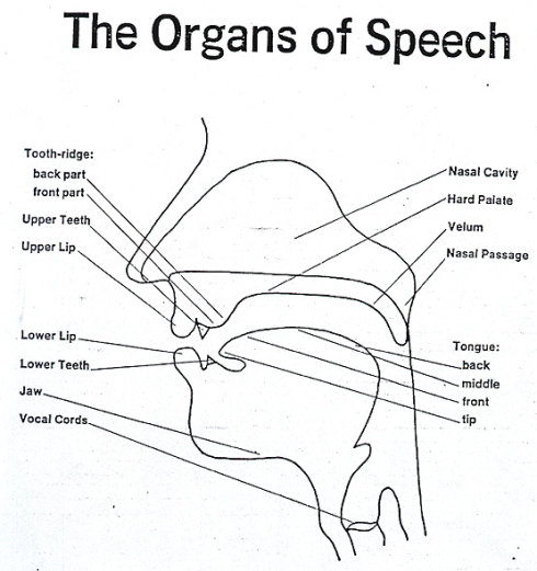 发音剖面图图片