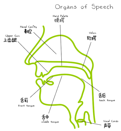英语发音器官图 英语音标学习 巴士英语网