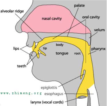 英语发音器官图讲解图片