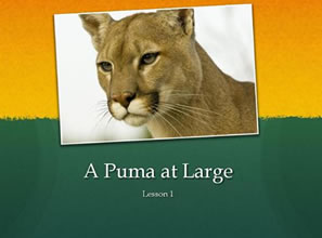 Lesson 1 A Puma At Large 逃遁的美洲狮 新概念英语第三册课文 巴士英语网
