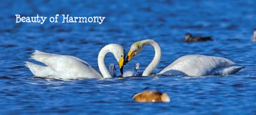 Beauty of Harmony 和谐之美