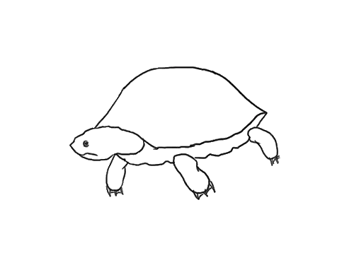 乌龟简笔画步骤图解