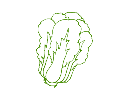 大白菜简笔画的画法步骤图片