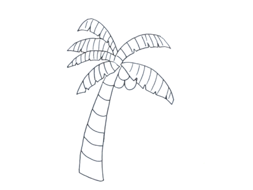 高大美丽的椰子树简笔画