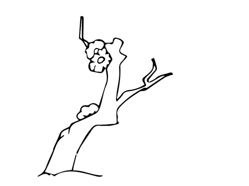 画一幅梅花树 简笔画图片