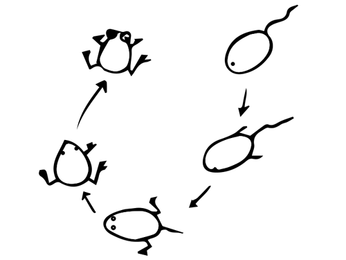 青蛙的生长过程简笔画图片