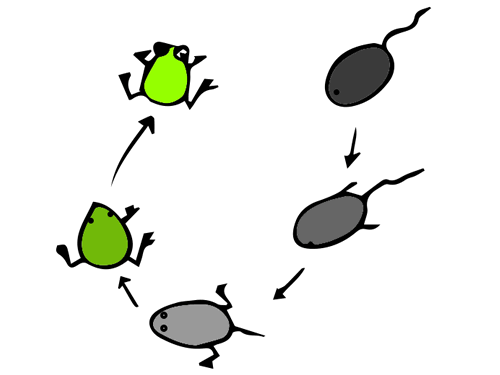 蝌蚪变青蛙的过程简笔画