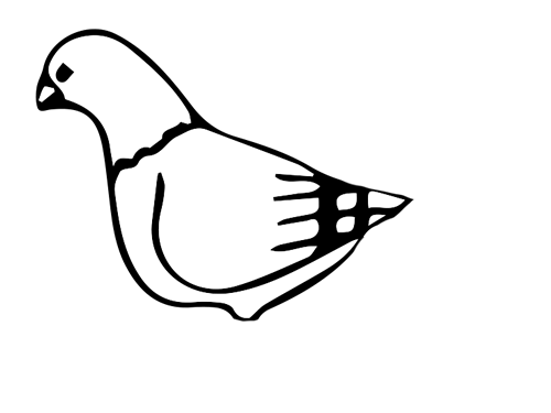 简单的小白鸽简笔画