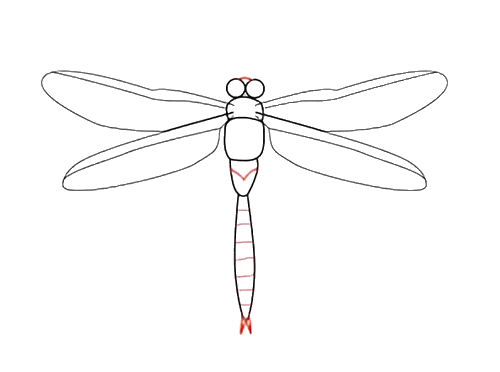 蜻蜓简笔画 