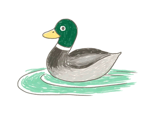 绿荫水面一只鸭子简笔画