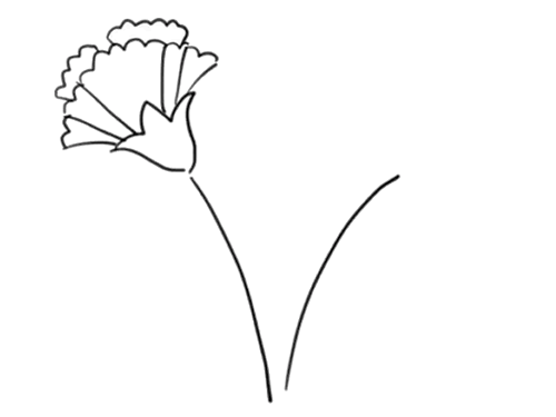花卉之两只康乃馨简笔画