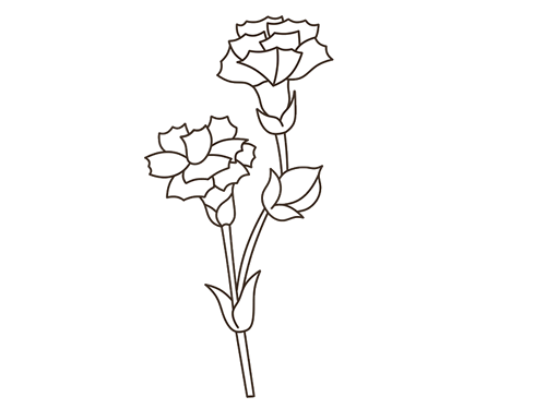 画一束康乃馨的简笔画图片