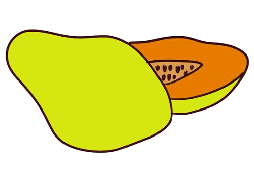 木瓜怎么画简单又可爱图片