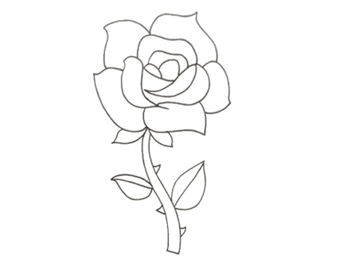 盛开玫瑰花的画法图片