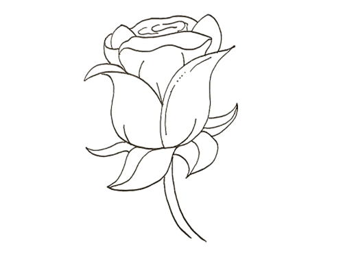 一朵玫瑰花画法图片