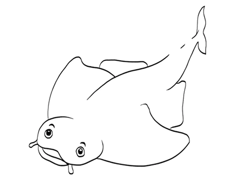 扁鲨鲨鱼简笔画