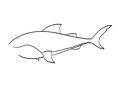 豹鲨鲨鱼简笔画
