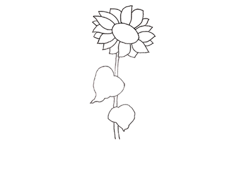盆栽向日葵简笔画