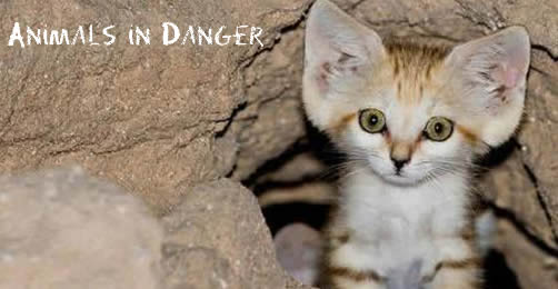 Animals in Danger 濒危动物