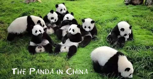 The Panda in China 中国熊猫